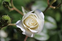 White rose background. Free public domain CC0 image.