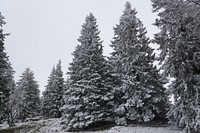 Pine forest background. Free public domain CC0 photo.