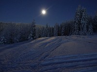 Snowy pine trees in forest. Free public domain CC0 photo.