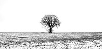 Lonely tree during winter. Free public domain CC0 photo.