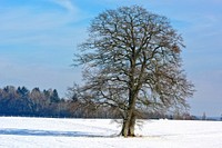 Lonely tree during winter. Free public domain CC0 photo.