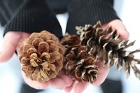 Pine cones in hand, close up. Free public domain CC0 photo.