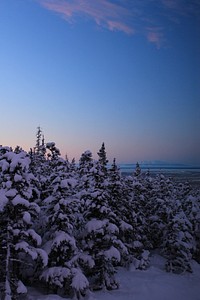 Beautiful pine forest covered in snow during sunrise. Free public domain CC0 photo.