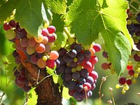 Closeup on red grape plant. Free public domain CC0 photo.