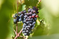 Closeup on red grape plant. Free public domain CC0 photo.