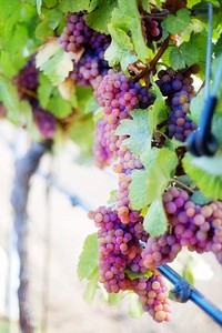 Closeup on red grape plant. Free public domain CC0 photo.