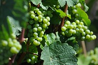 Closeup on green grape plant. Free public domain CC0 photo.