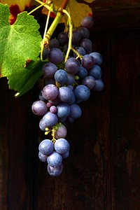 Closeup on red grape plant. Free public domain CC0 photo.