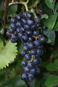 Closeup on red grape plant. Free public domain CC0 photo.