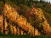 Agricultural vineyard. Free public domain CC0 photo.