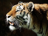 Cute Siberian tiger image. Free public domain CC0 photo.