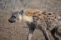 Hyena photo. Free public domain CC0 photo.