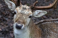 Deer, animal, wildlife background. Free public domain CC0 photo.