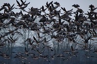 Flock of wild geese flying. Free public domain CC0 image.