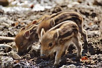 Cute baby wild boars. Free public domain CC0 photo.