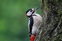 Woodpecker, bird photography. Free public domain CC0 image.