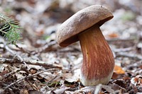 Brown mushroom on the forest floor. Free public domain CC0 photo.