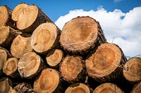 Pile of timber background. Free public domain CC0 photo.