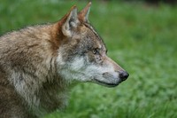 Wolf close up face. Free public domain CC0 photo.