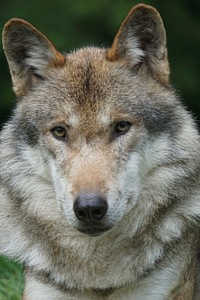 Wolf close up face. Free public domain CC0 photo.