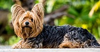 Yorkshire terrier. Free public domain CC0 photo.