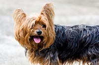 yorkshire terrier Free public domain CC0 photo.