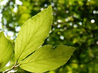 Botanical leaves, nature. Free public domain CC0 photo