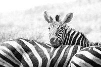 Zebra in the wild image. Free public domain CC0 photo.