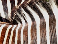 Zebra stripe closeup. Free public domain CC0 photo.