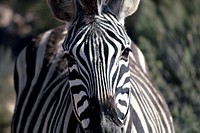 Zebra in the wild image. Free public domain CC0 photo.