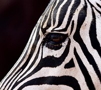 Zebra eyes closeup. Free public domain CC0 photo.