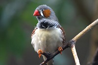 Zebra finch bird, animal photography. Free public domain CC0 image.