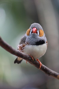 Zebra finch bird, animal photography. Free public domain CC0 image.