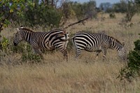 Zebra in the wild image. Free public domain CC0 photo.