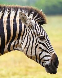 Zebra in the wild image. Free public domain CC0 photo.