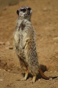 Meerkat standing, desert animal. Free public domain CC0 photo.