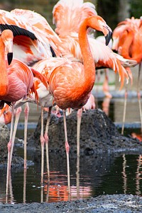 Flamingo in group. Free public domain CC0 photo.