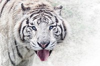 White Bengal tiger image. Free public domain CC0 photo.