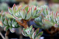 Succulent background. Free public domain CC0 image.