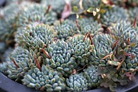 Succulent background. Free public domain CC0 photo.