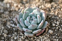 Succulent background. Free public domain CC0 photo.