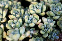 Succulent background. Free public domain CC0 image.