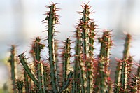 Cactus background. Free public domain CC0 photo.