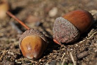 Closeup on acorns in soil. Free public domain CC0 photo.