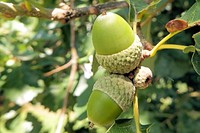 Closeup on green acorns in tree. Free public domain CC0 photo.