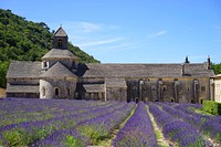 Senanque abbey lavender. Free public domain CC0 image.