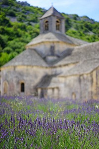 Senanque abbey lavender. Free public domain CC0 image.