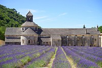 Senanque abbey lavender. Free public domain CC0 image.