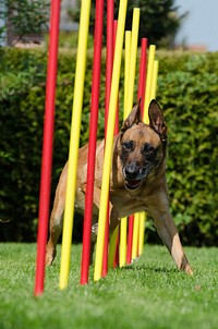 Dog on training. Free public domain CC0 photo.