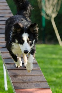 Dog on training. Free public domain CC0 photo.